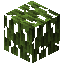 Mangrove Leaves